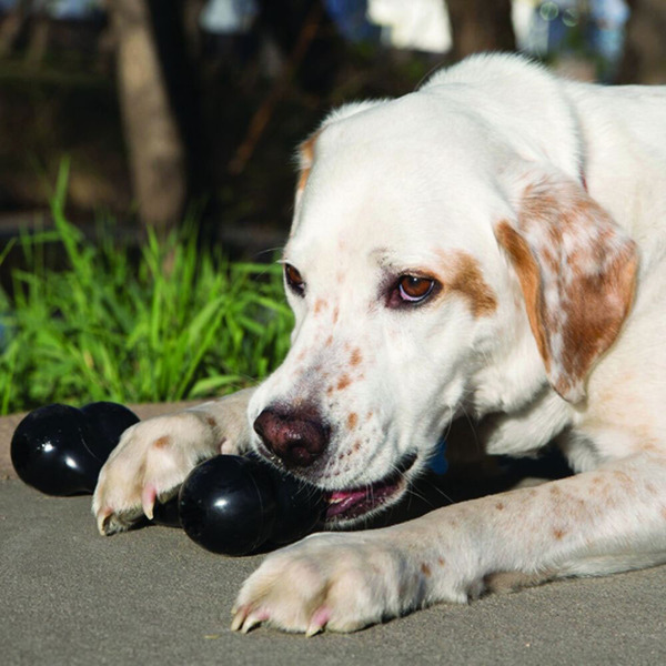 Kong Large Black Extreme Goodie Bone Dog Toy
