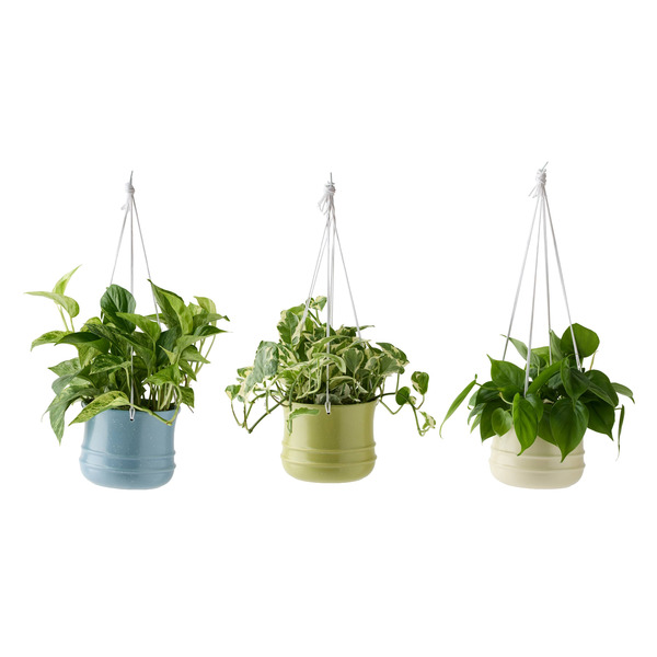 Live Trends Sage Ceramic Hanging Basket - Assorted Trailing Greenhouse Picks