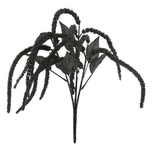 Ashland Black Amaranthus Bush