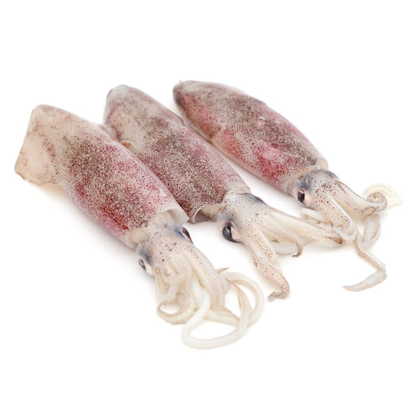 Fresh Whole Large Squid, wild caught, USA