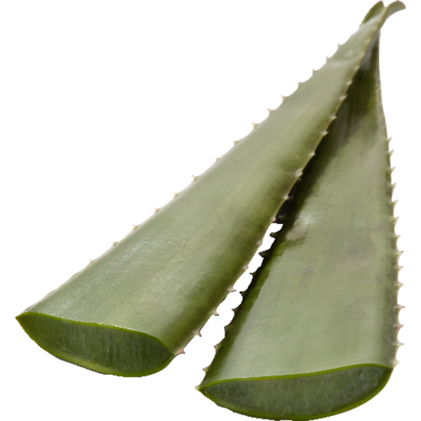 aloe vera gel als tagescreme Feuchtigkeitspendende Tagescreme – Aloe Vital main image 1