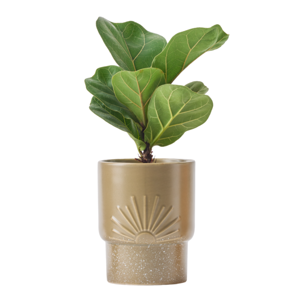 Live Trends Helios Ceramic Pot House Plant, Assorted Greenhouse Picks