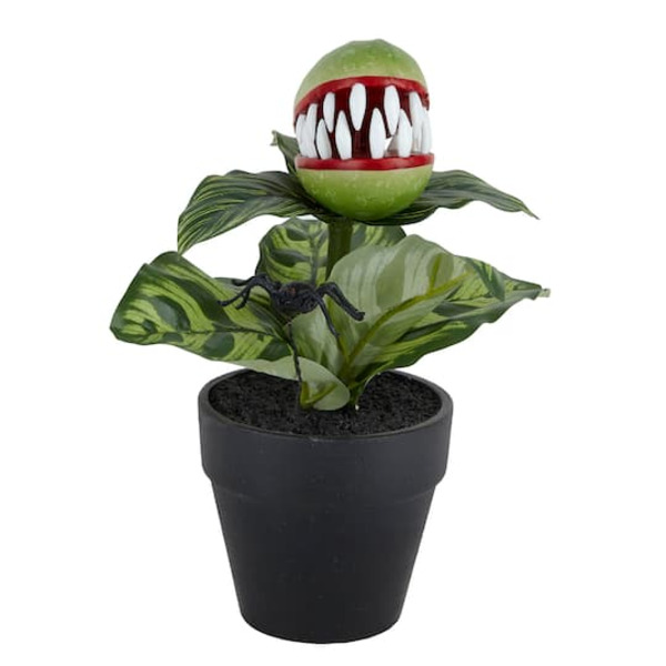 Ashland Potted Venus Flytrap & Spider