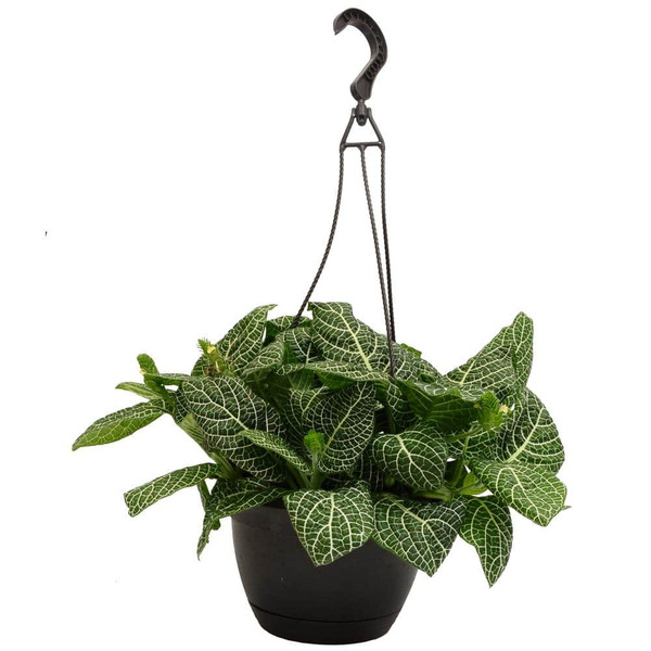 Exotic Angel 8 In. Growers Choice Assorted Mix Plant In Hanging Basket