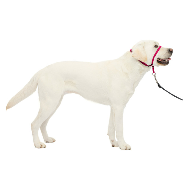 PetSafe Gentle Leader Dog Headcollar, Large, Raspberry
