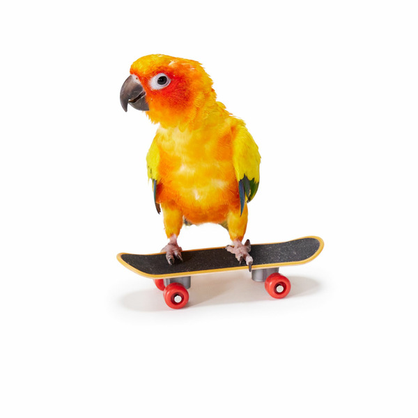 All Living Things Skateboard Bird Toy, Small