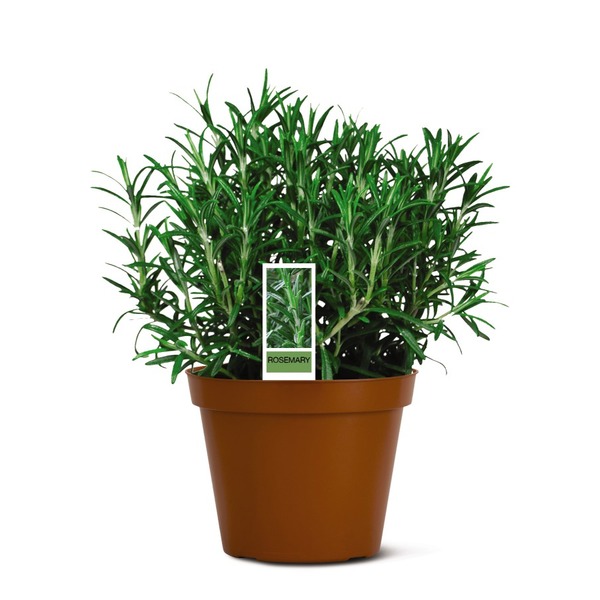 Rosemary Same-Day Delivery or Pickup | ALDI