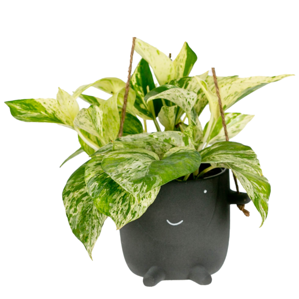 Live Trends Petite Bambini Ceramic Hanging Pot, Assorted Greenhouse Picks