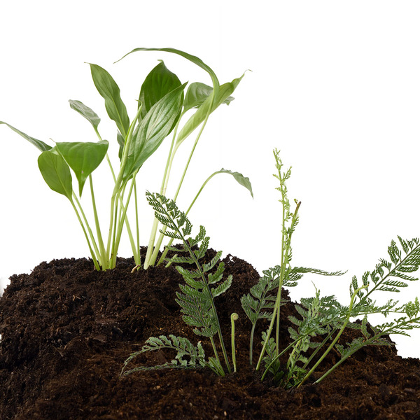 Thrive Live Tropical Terrarium Plant, Medium