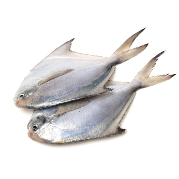 Fresh Whole Butterfish, wild caught