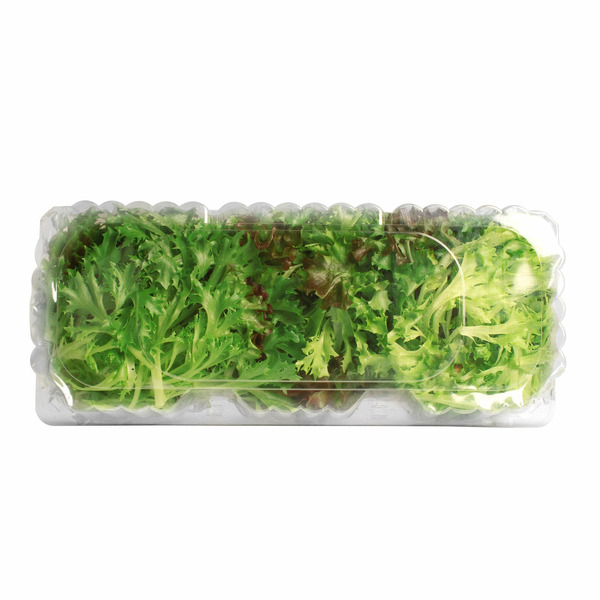 Living Lettuce
