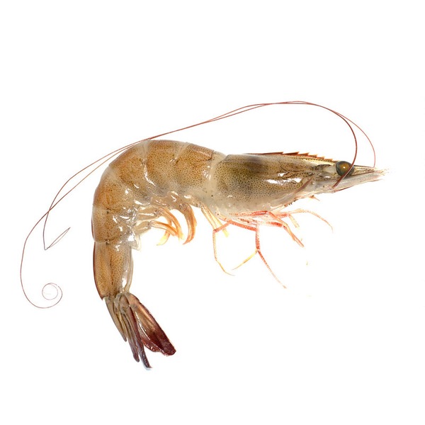 Frozen Head-on Shrimp