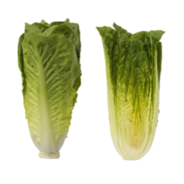 Andy Boy Baby Romaine Hearts - 7/6 Delivery or Pickup | Restaurant Depot