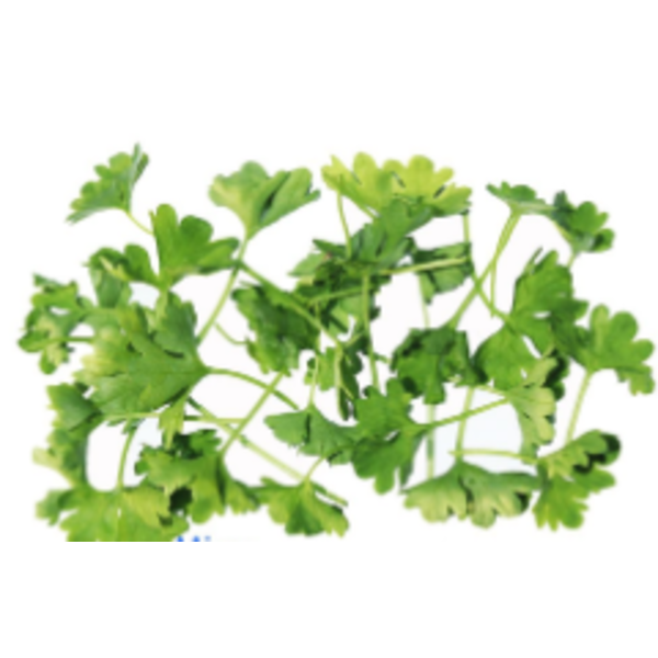 Curly Parsley - 24 Ct