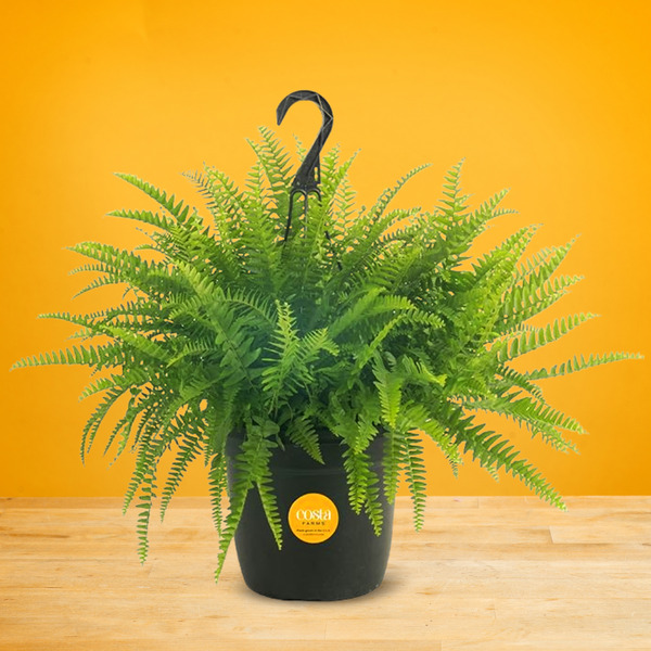 Costa Farms 10in Boston Fern Hanging Basket
