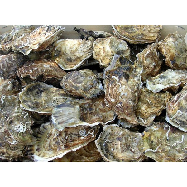 Live Oyster in Shell