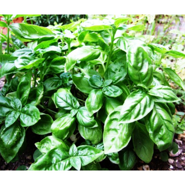 BASIL(FRESH) UNIT 1LB/CS 4CT