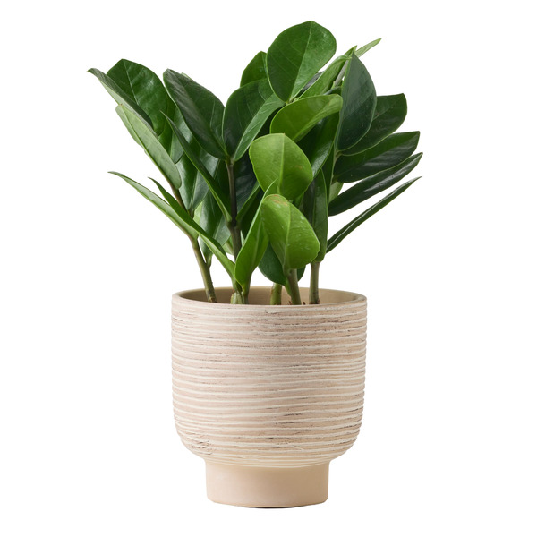 Live Trends Keramos Ceramic Pot House Plant, Assorted Greenhouse Picks