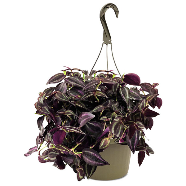 ALDI Neal Mast & Son Greenhouses 8" Assorted Varieties of Foliage Same