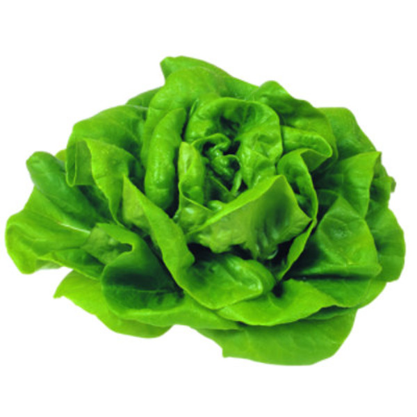 Bibb Boston & Butter Lettuce