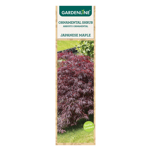 Gardenline Dwarf Japanese Maple Same-Day Delivery or Pickup | ALDI