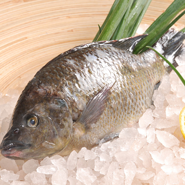 Tilapia