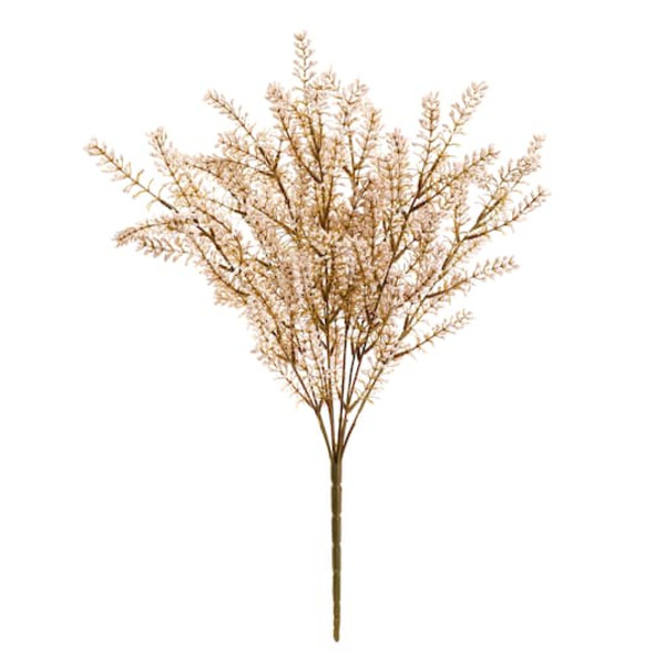 Ashland Berry Bush