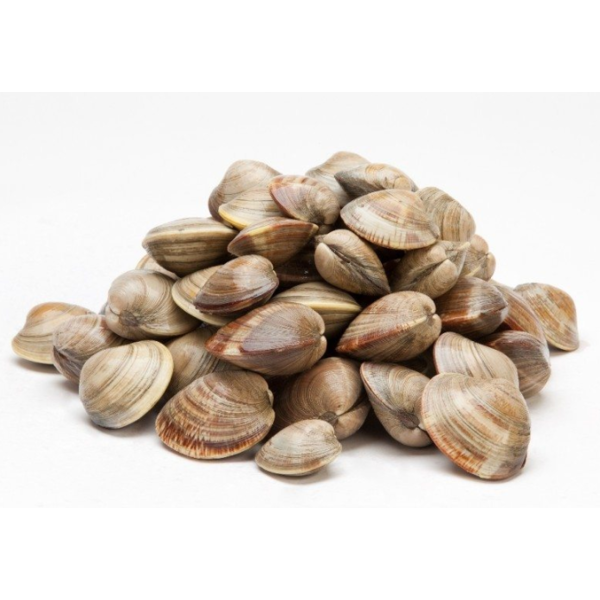 Middleneck Clams - 100 Ct