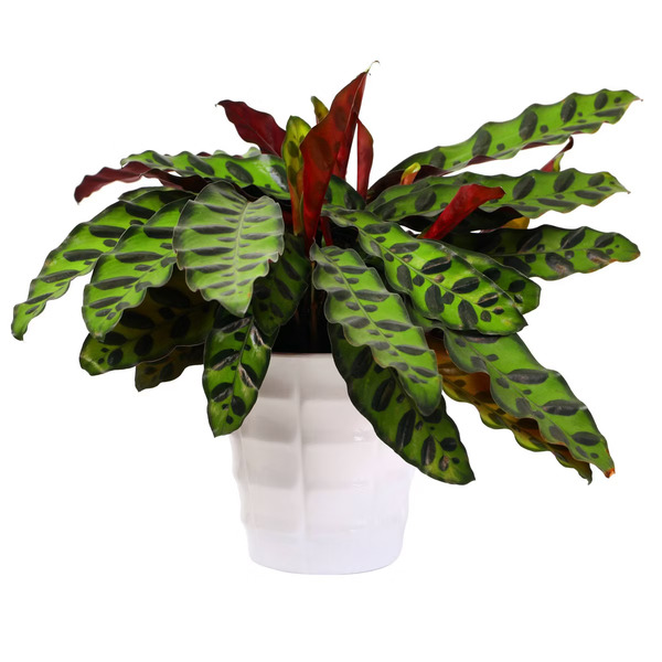 Good Little Garden Signature Foliage