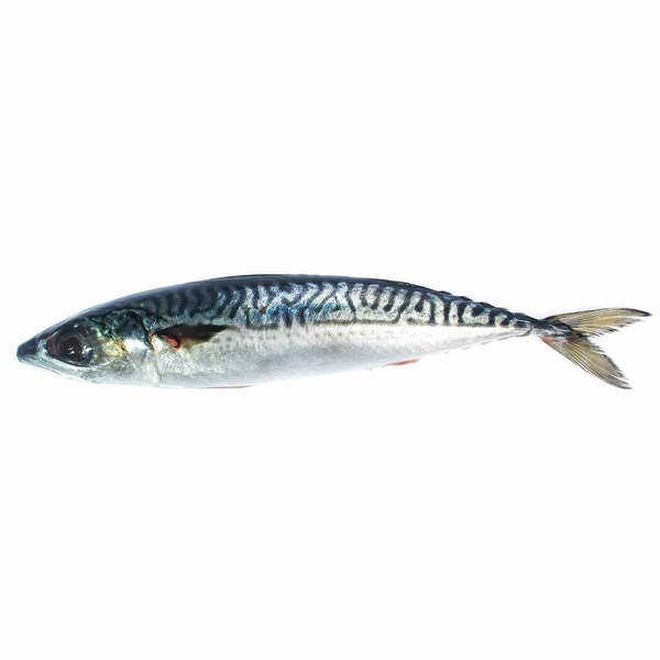 Norwegian Saba