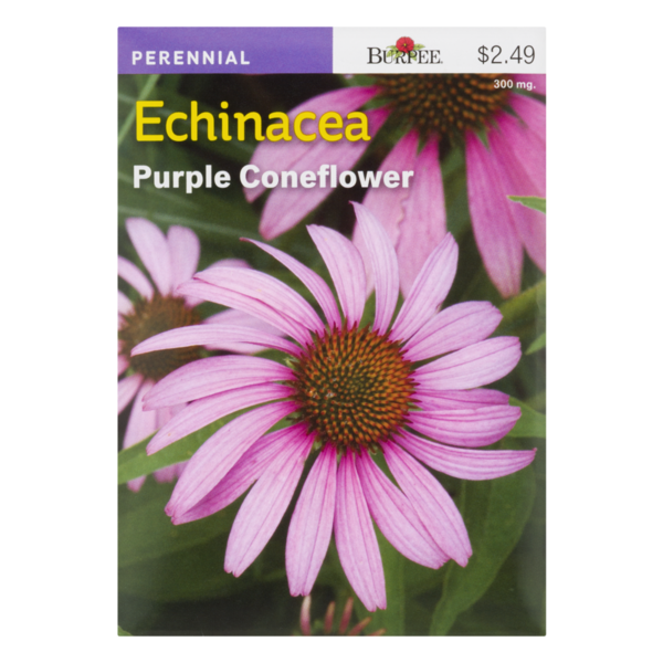 Burpee Double Delight Echinacea Plant - Thumbnail 2