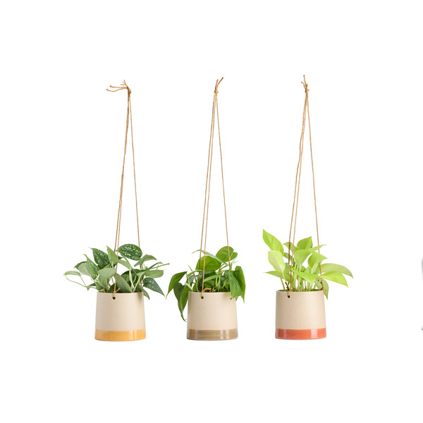 Live Trends Summer Collection Ceramic Hanging Basket - Sun Porch - Picks