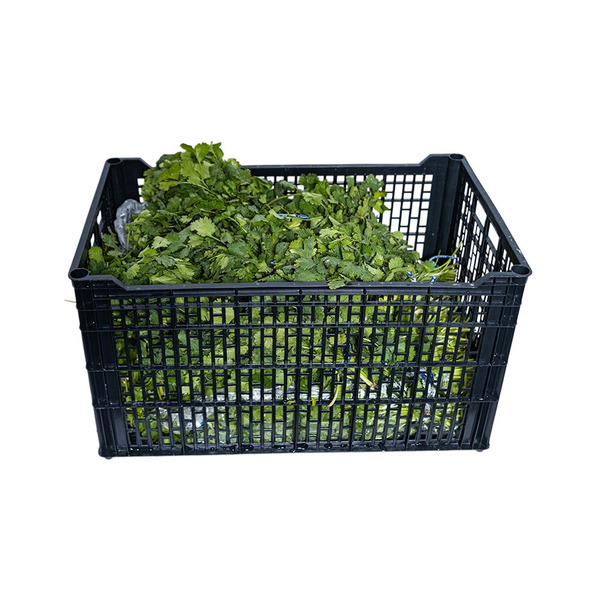 Cilantro- 60 ct - 28 lb