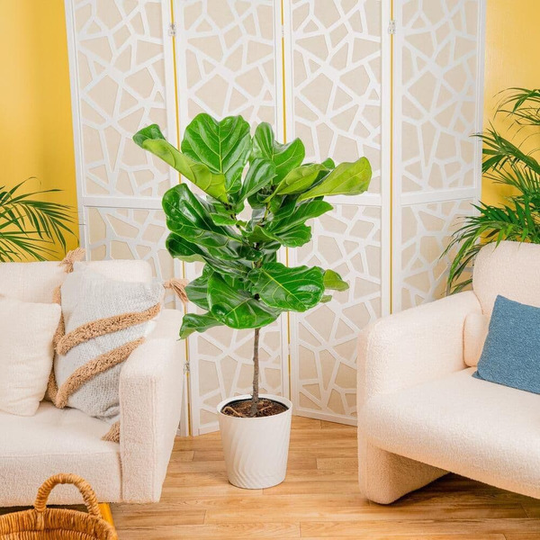Vigoro 10 In. Ficus Lyrata Pandurata Standard Plant In Deco Pot