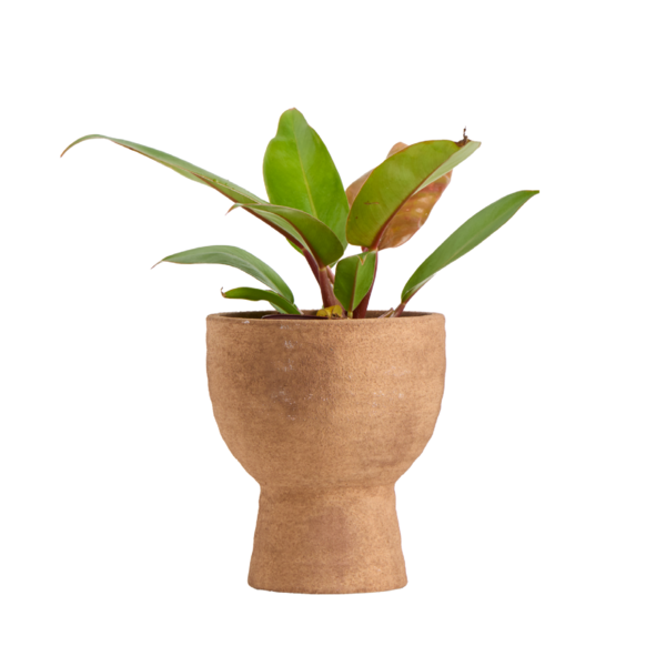 Live Trends Azura Ceramic Pot House Plant, Assorted Greenhouse Picks