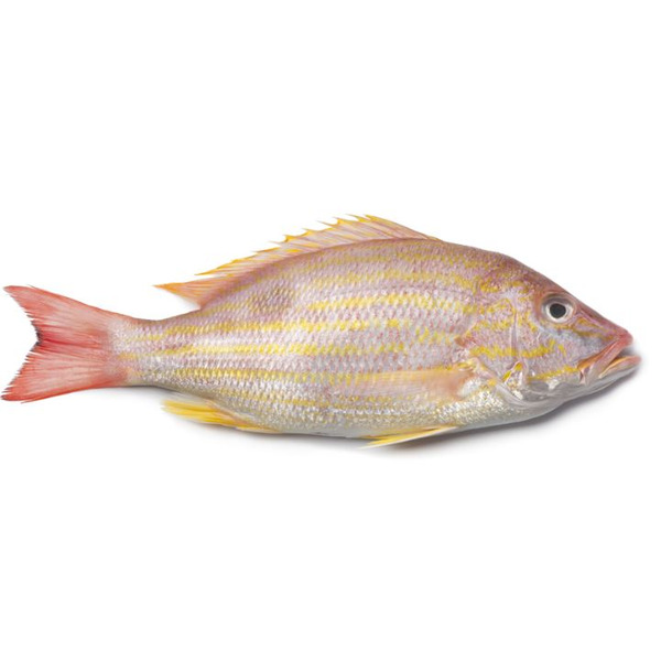 Fresh Lane Snapper, 3/4-1lb, wild caught, South America