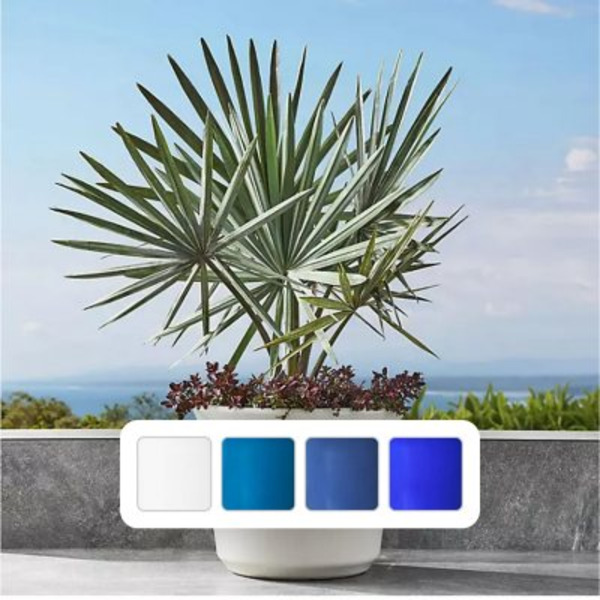striped dracaena plant Dracaena Warneckii 10"