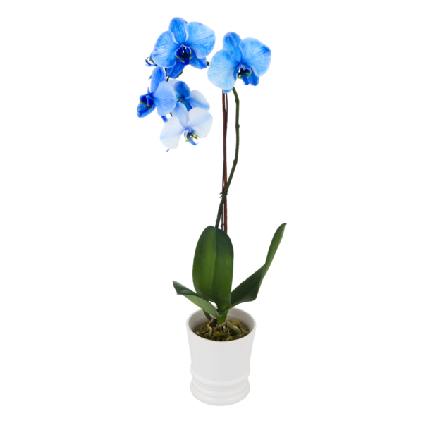 online plant shopping How To Start Your Online Plant Business (+ Examples)  GemPages