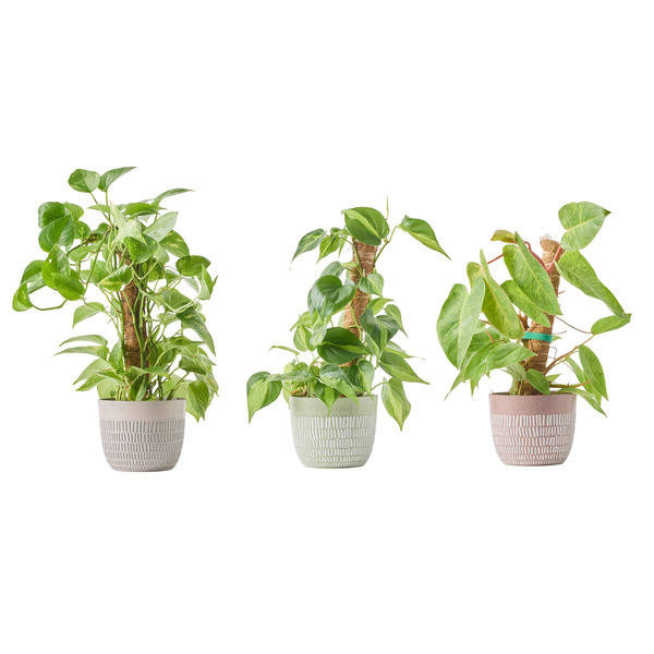 Live Trends Folk Ceramic Pot - Assorted Totem Greenhouse Picks House Plant