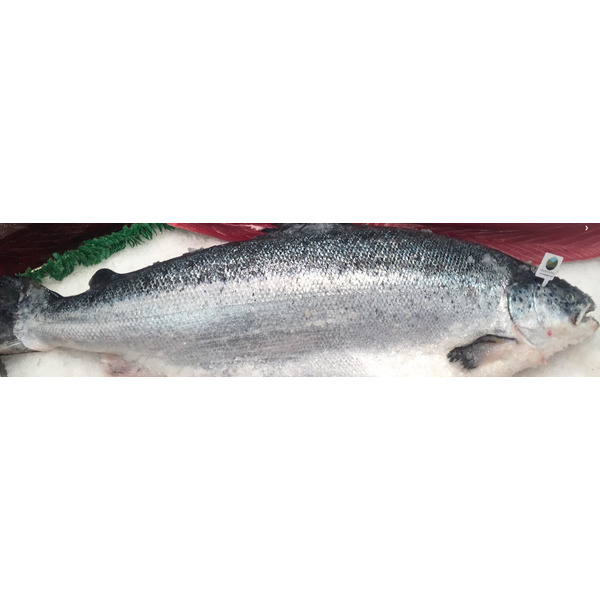 Whole Artic Char R/W