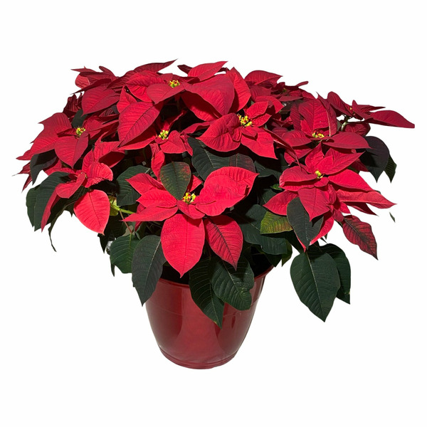 14 Poinsettia Decor