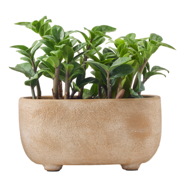 Live Trends Atlas Garden Ceramic Planter, Assorted Greenhouse Picks