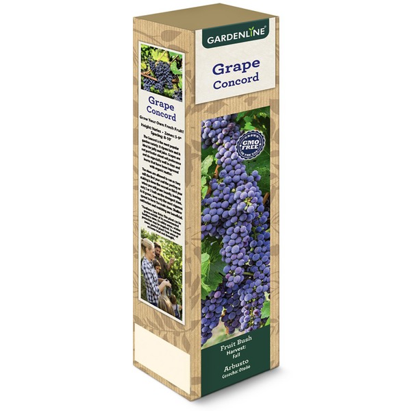 Gardenline Concord Grape Vine Same-Day Delivery or Pickup | ALDI