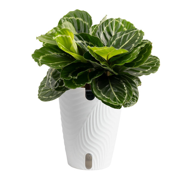 Costa Farms Calathea House plant in 1.4 Quart(s) Self-watering pot 1 -Pack