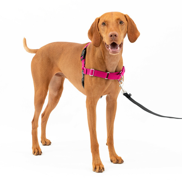 PetSafe Easy Walk Harness, No Pull Dog Harness, Medium, Raspberry