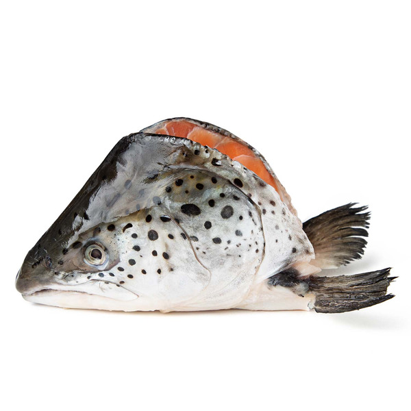 Fresh Salmon Head