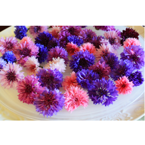 Micro Floret Bachelor Button