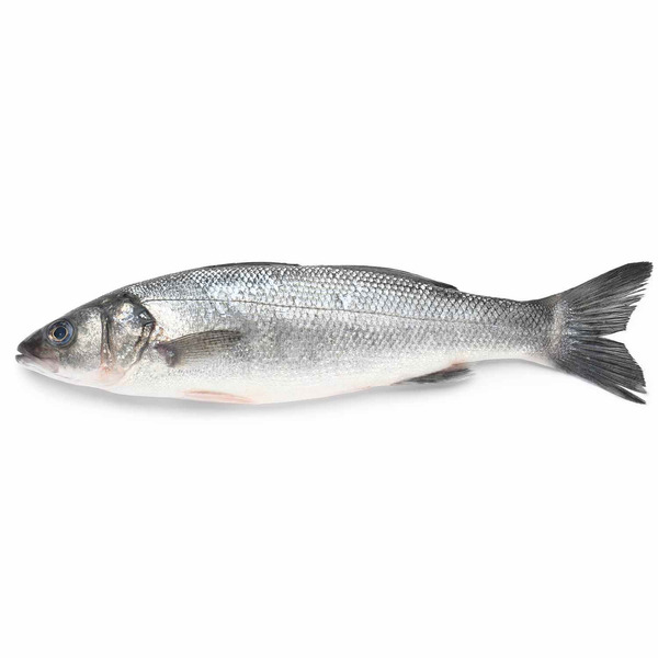 Fresh White Bass