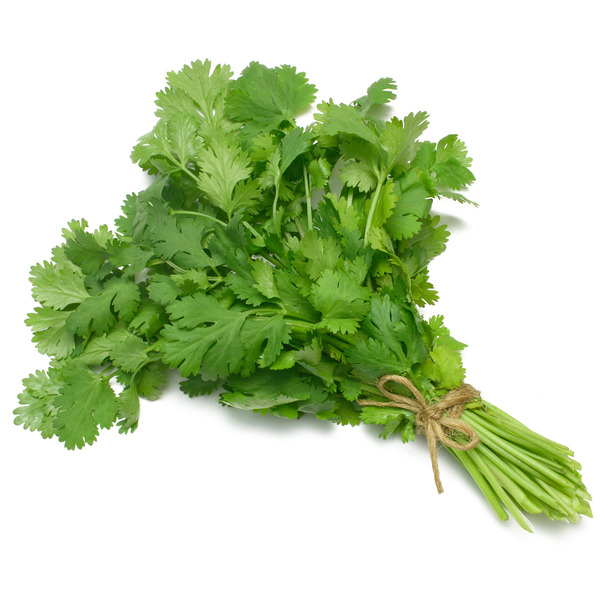 Cilantro