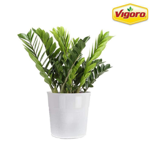 Vigoro 10 In. Zamioculcas Zz Plant In White Plastic Deco Pot